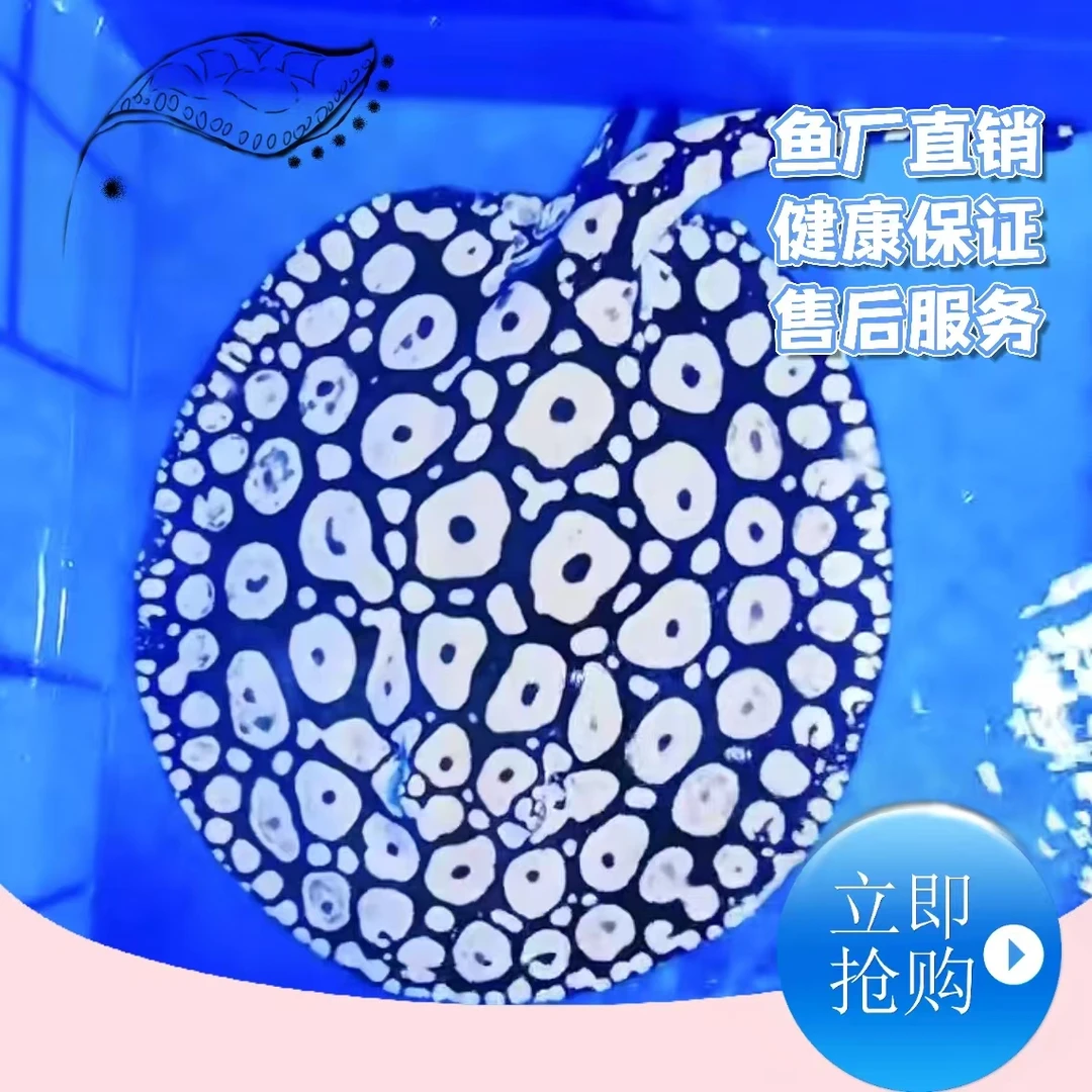 【一物一拍】 帝魟 男神魟鱼 皇冠黑白魟鱼 魟鱼 热带观赏鱼