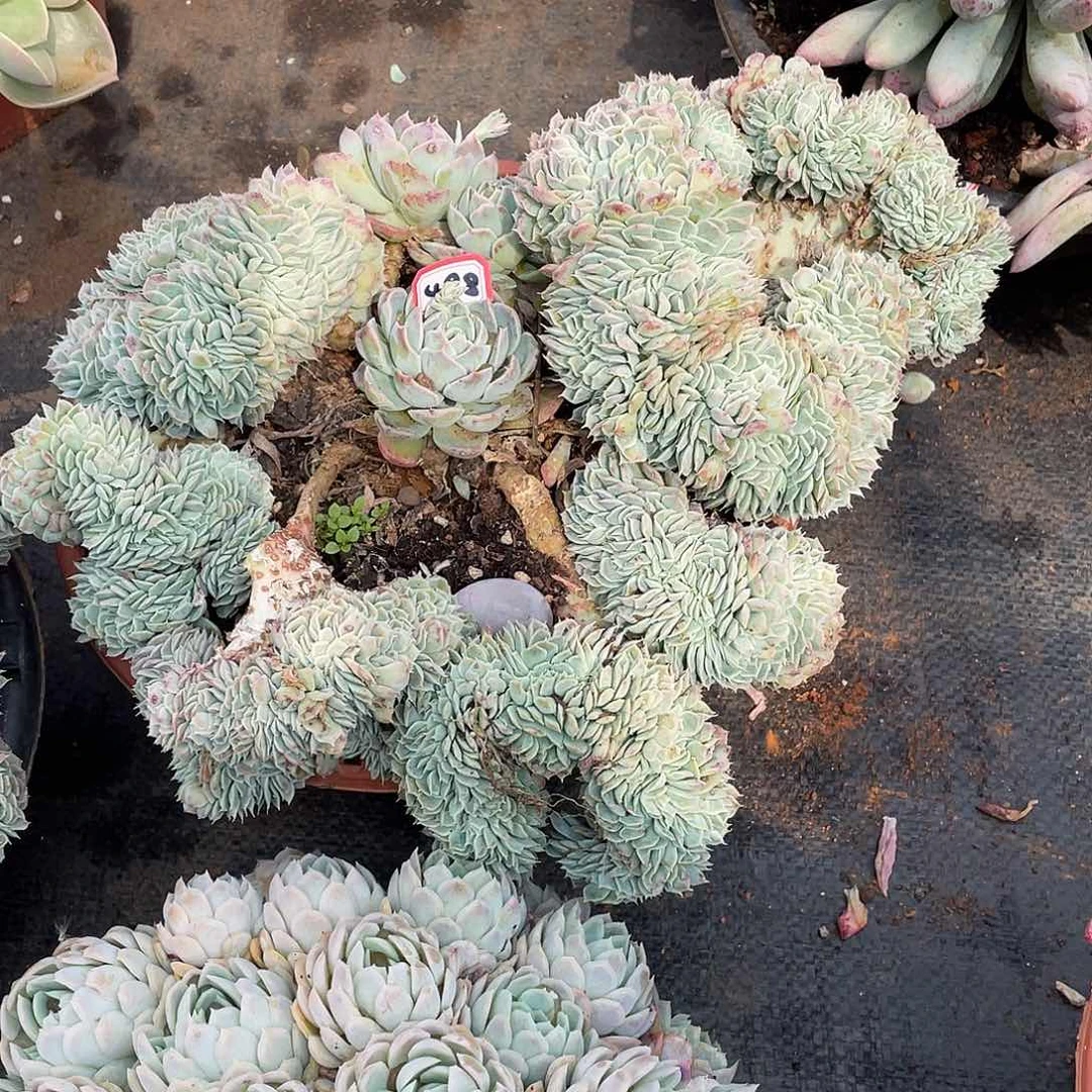 498香妃一物一拍多肉