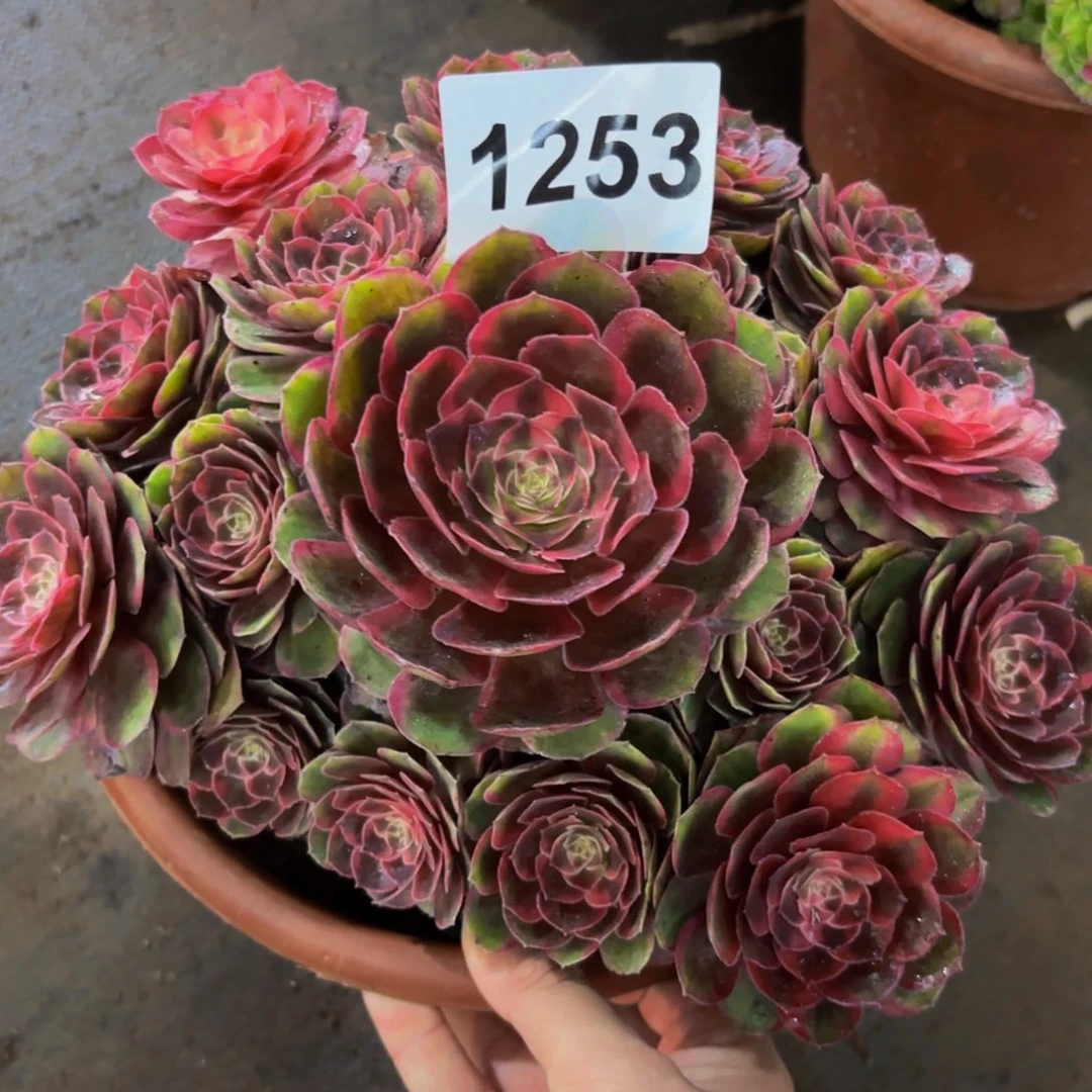 1253多肉植物克拉恋人