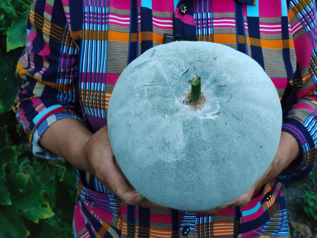 四川巴中农家自种露天面冬瓜圆冬瓜没打农药更健康现摘现发