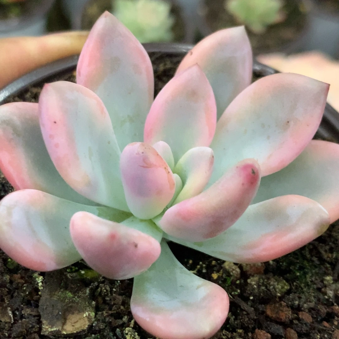 新奥普哈哈哈哈好了