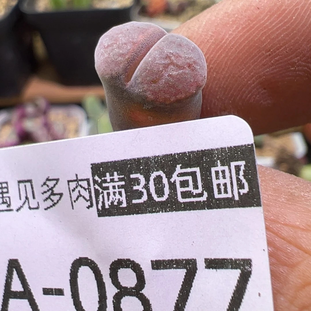 多肉植物111111111111111