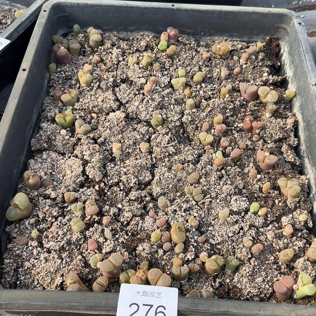 清框脱土发个别有疤腿长 276