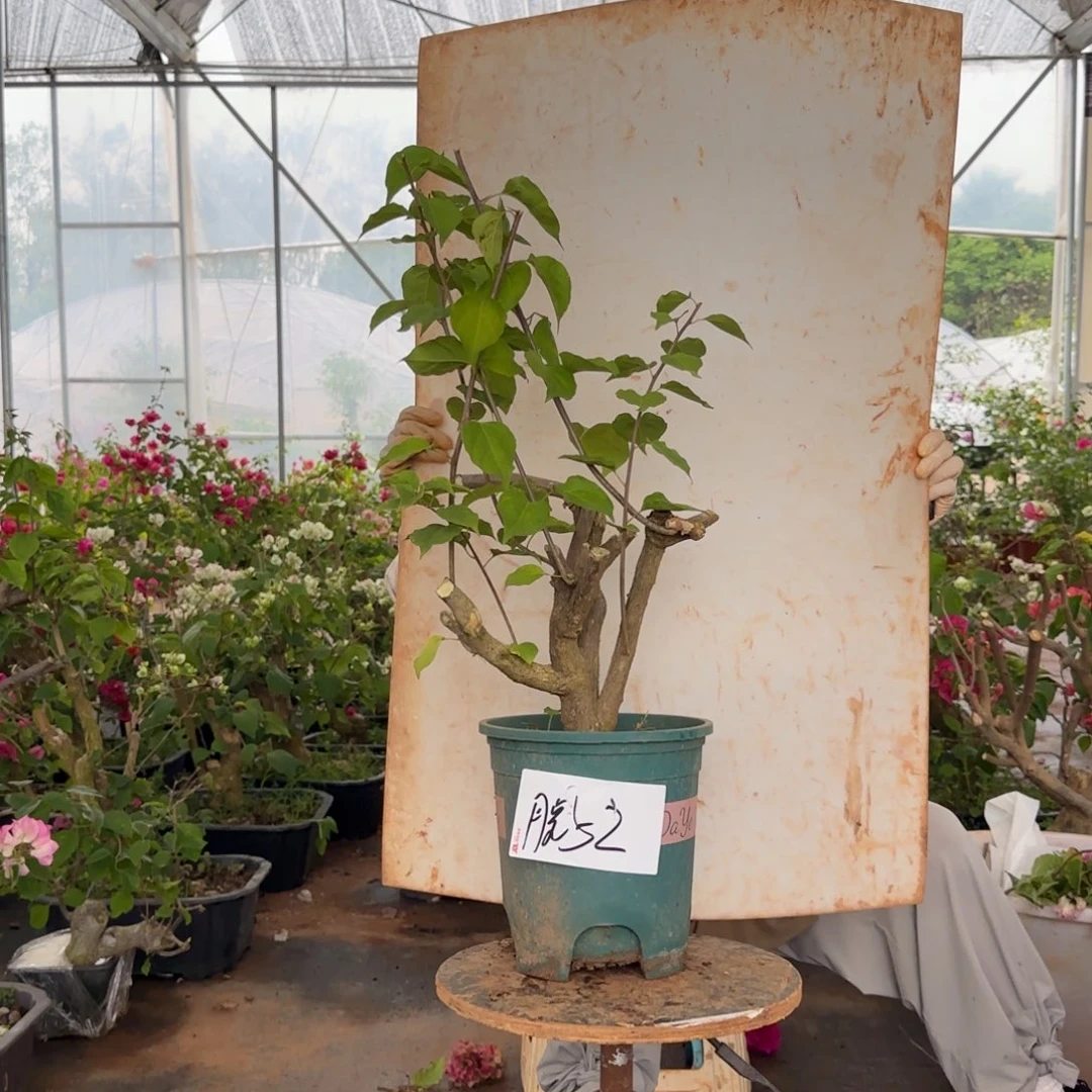 大部分花苞少量开放重瓣玫红 52脱