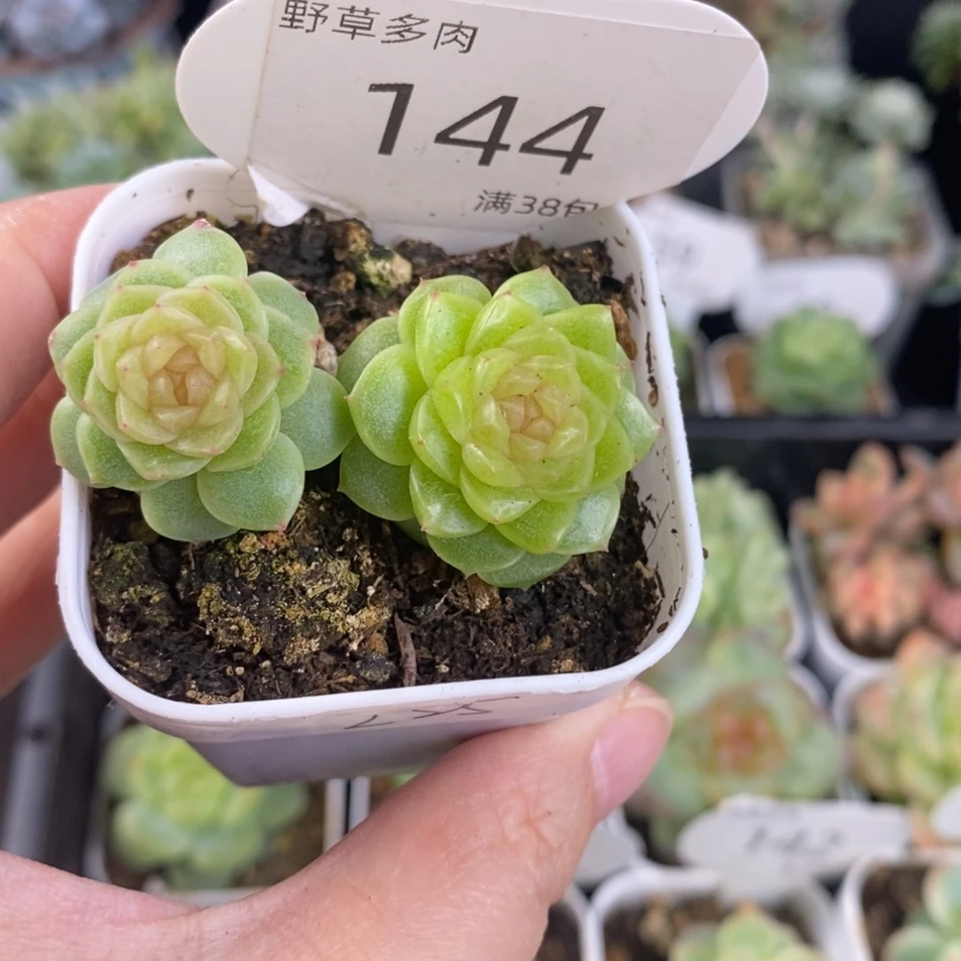 孤品珍妮双头一颗144号