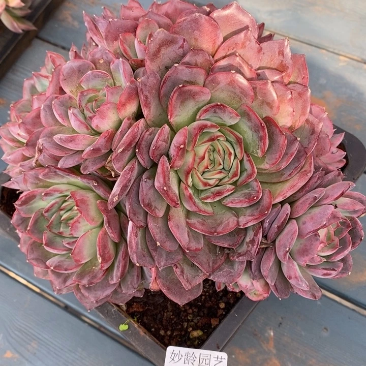 2450叶伤特～18厘米