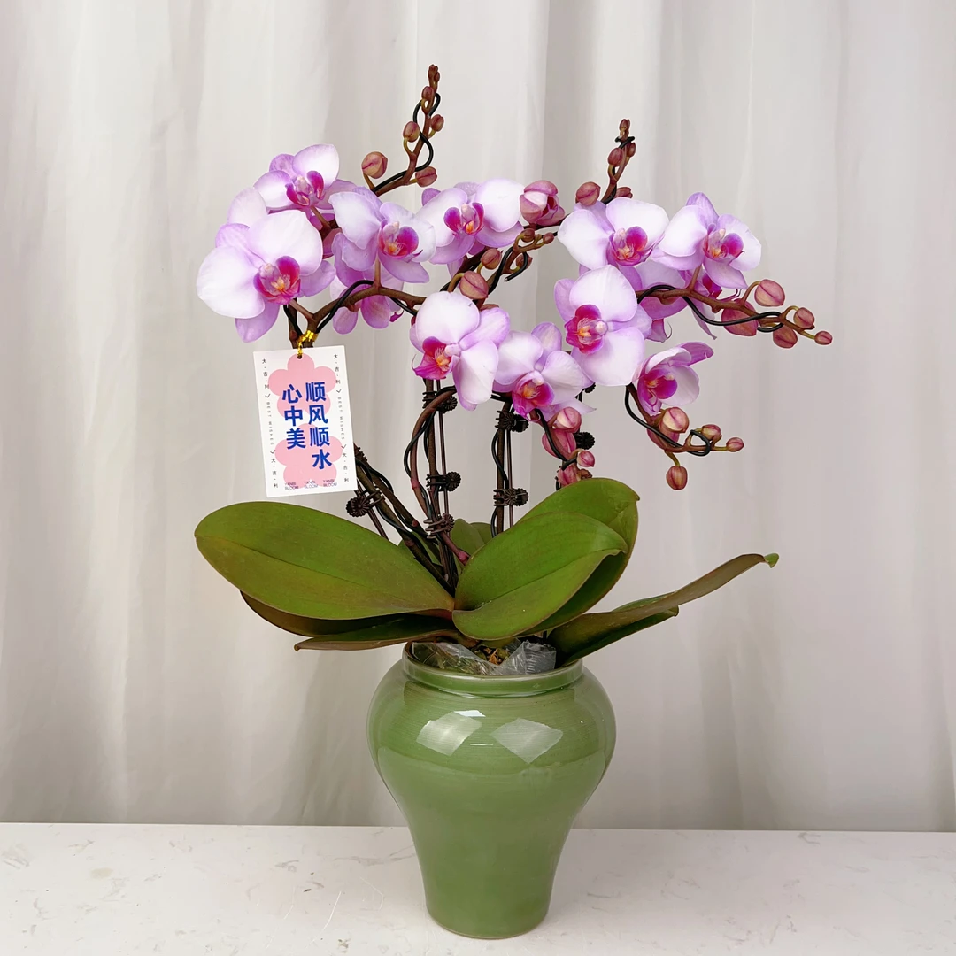 桦艺优选【豆蔻佳人】蝴蝶兰轻奢绿植花卉艺术高级盆栽植株好养