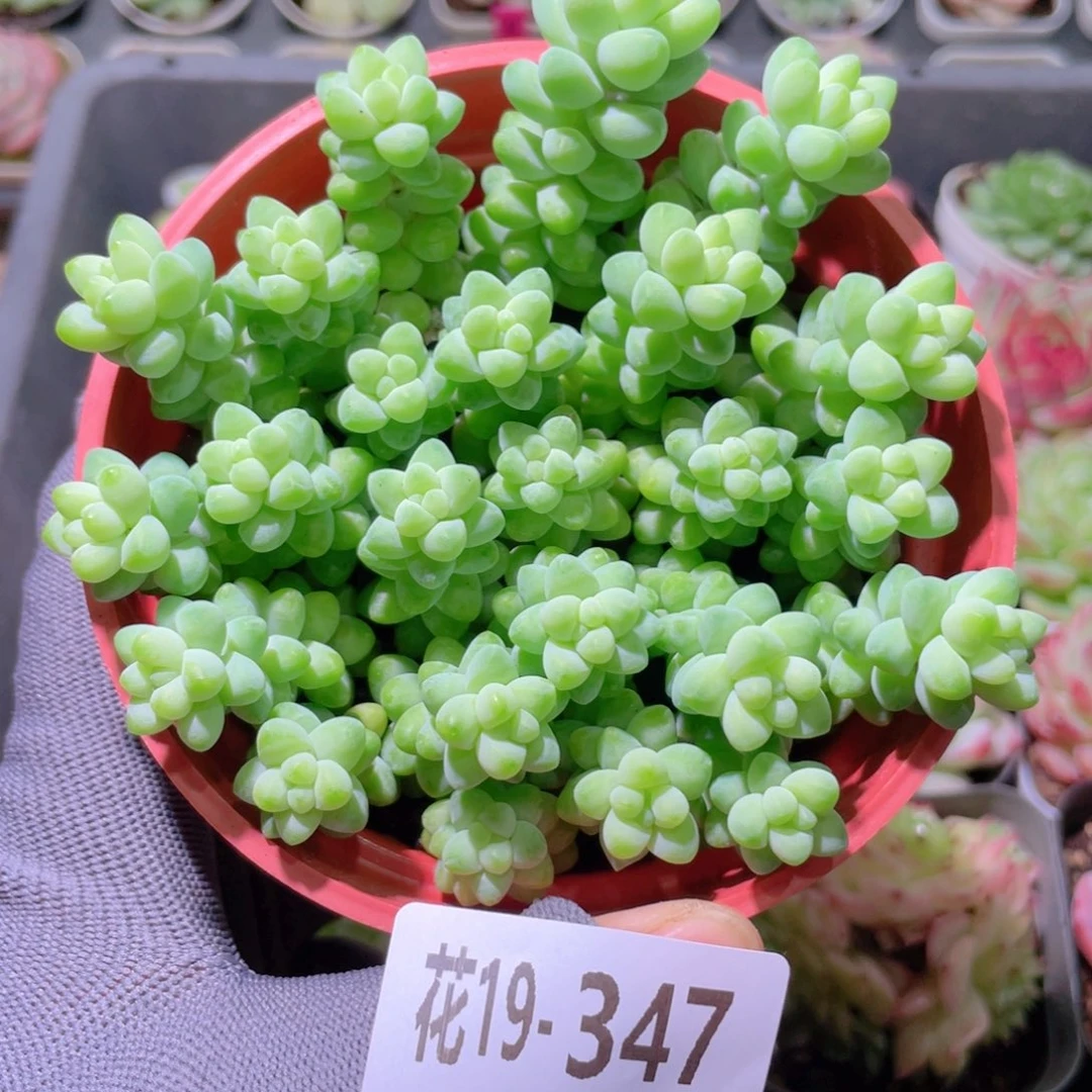 花利美19-347玉坠含盆土
