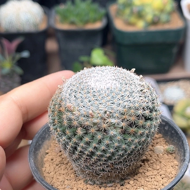雪娟丸实生球一颗