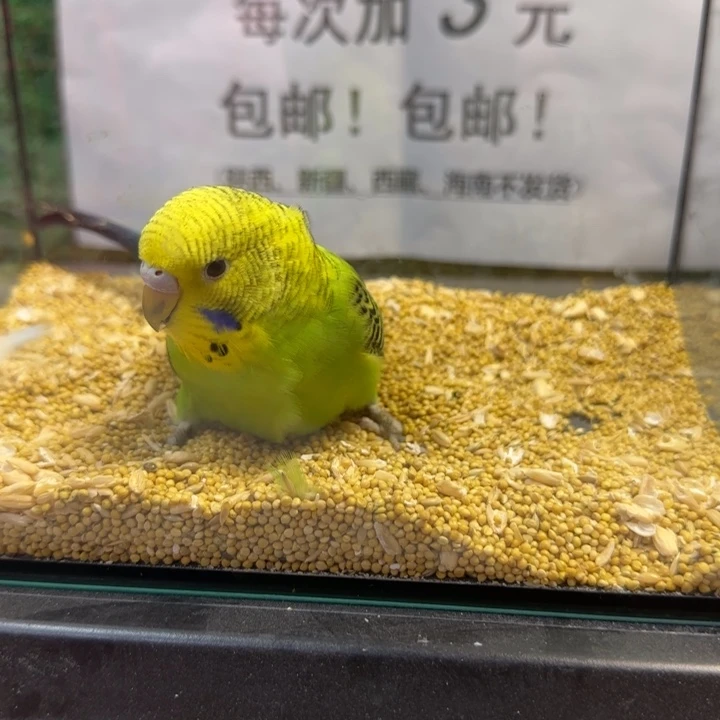 虎皮鹦鹉大头虎皮鹦鹉