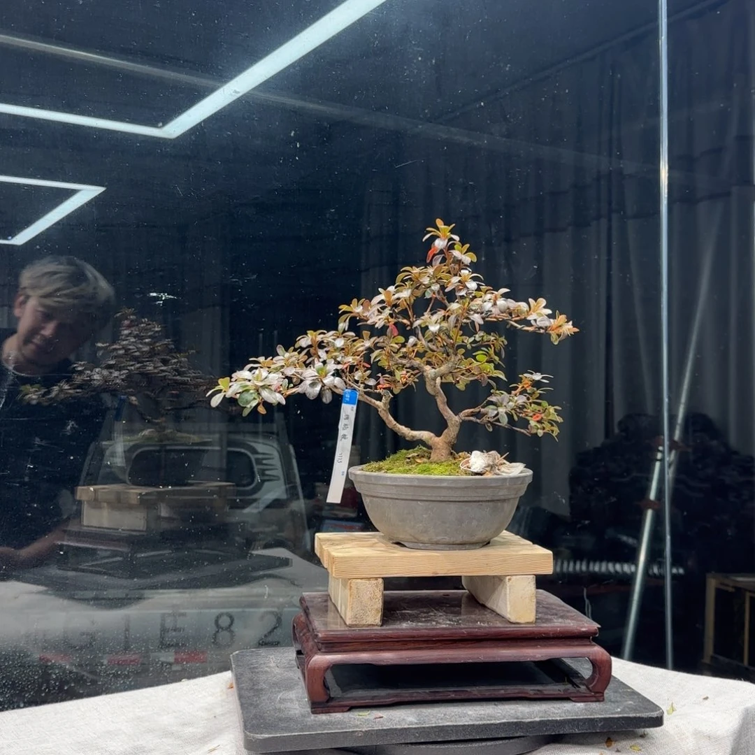 ？*？花卉苗木花卉7773