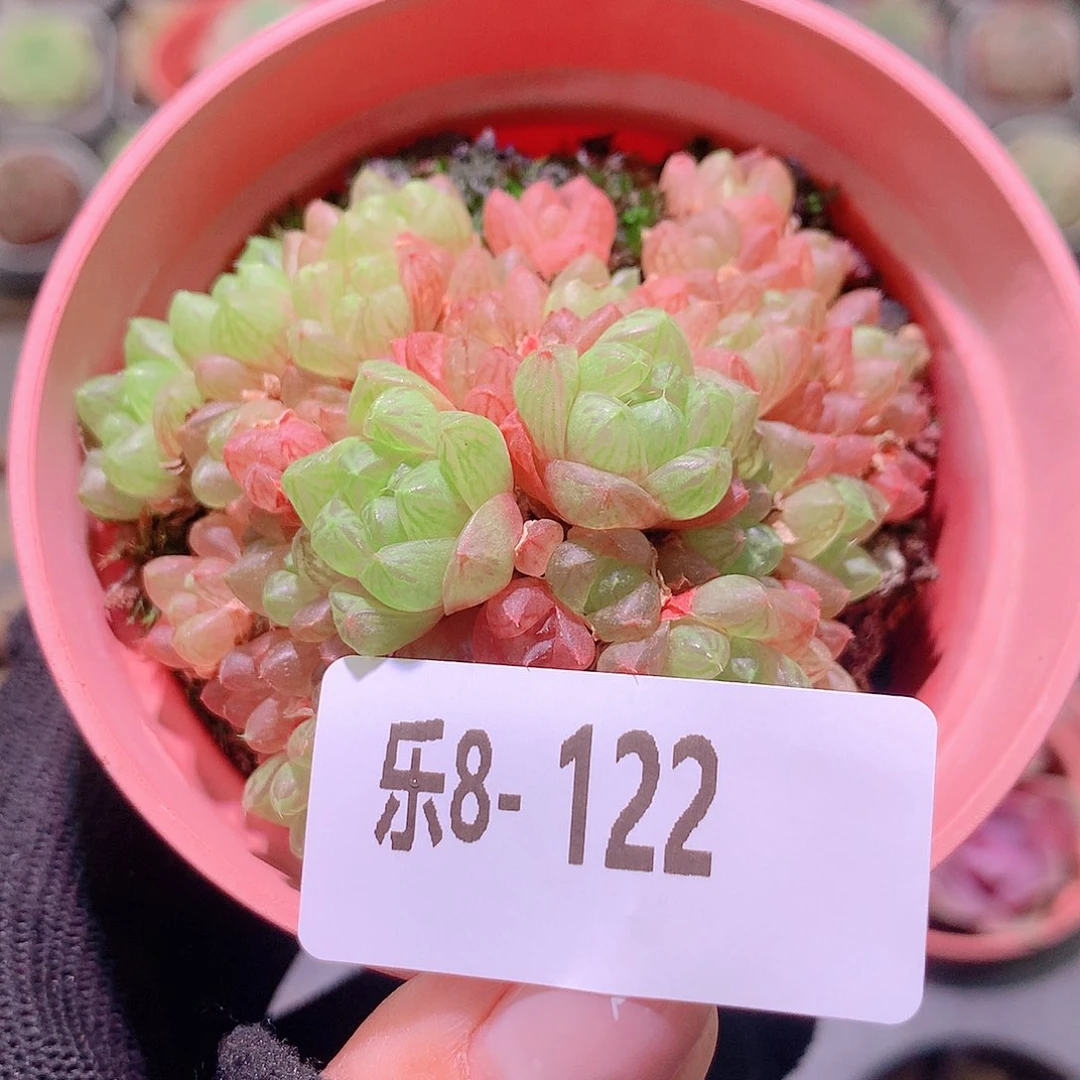 乐然8-122 草玉露