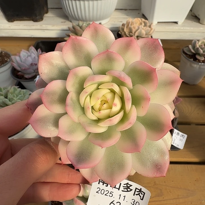 粉水晶锦11111130-62