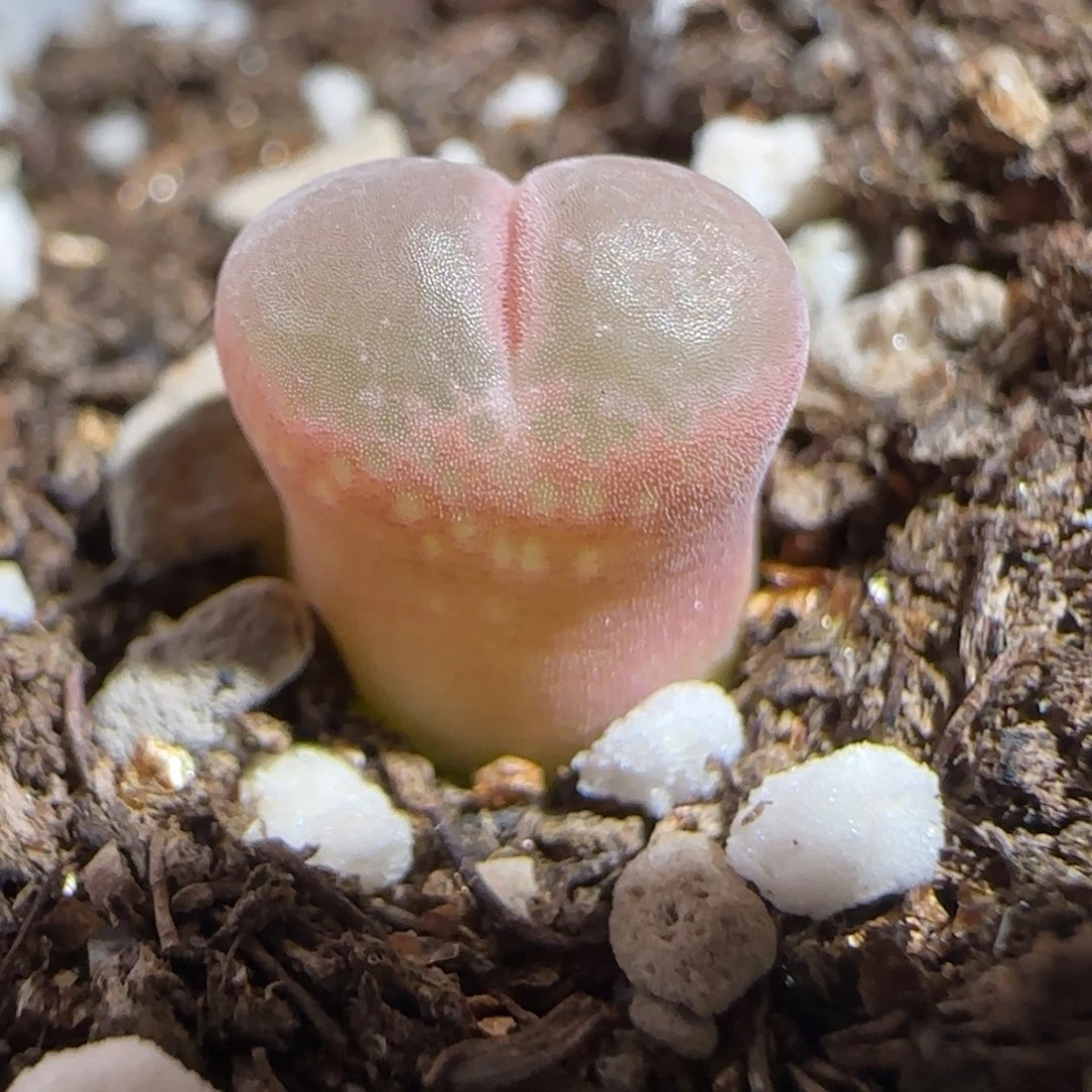 肉锥多肉植物组合-粉安格580