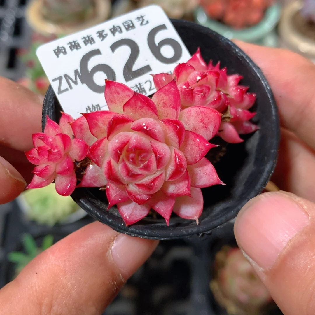 5CM拇指盆精控多肉ZM626