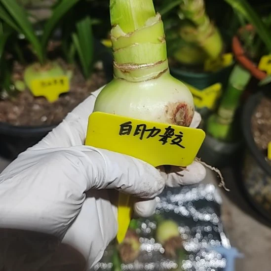 白肋杂交 主球  5+