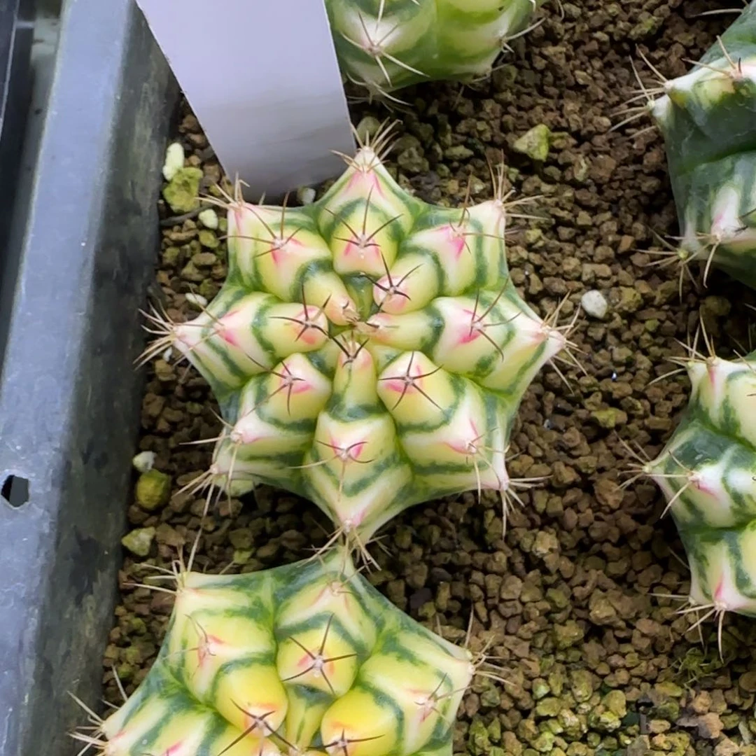 4-0310脱土发d r