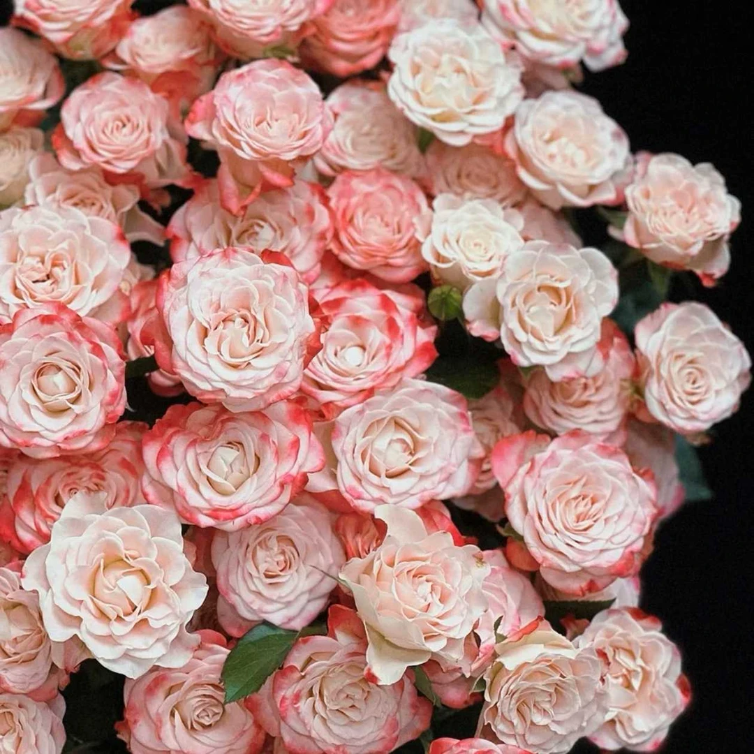 【与你鲜花】【折射】一单包邮发货