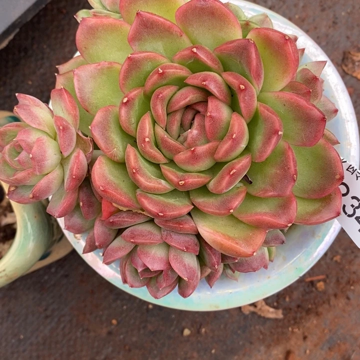 1234杂交老桩基地～12机会