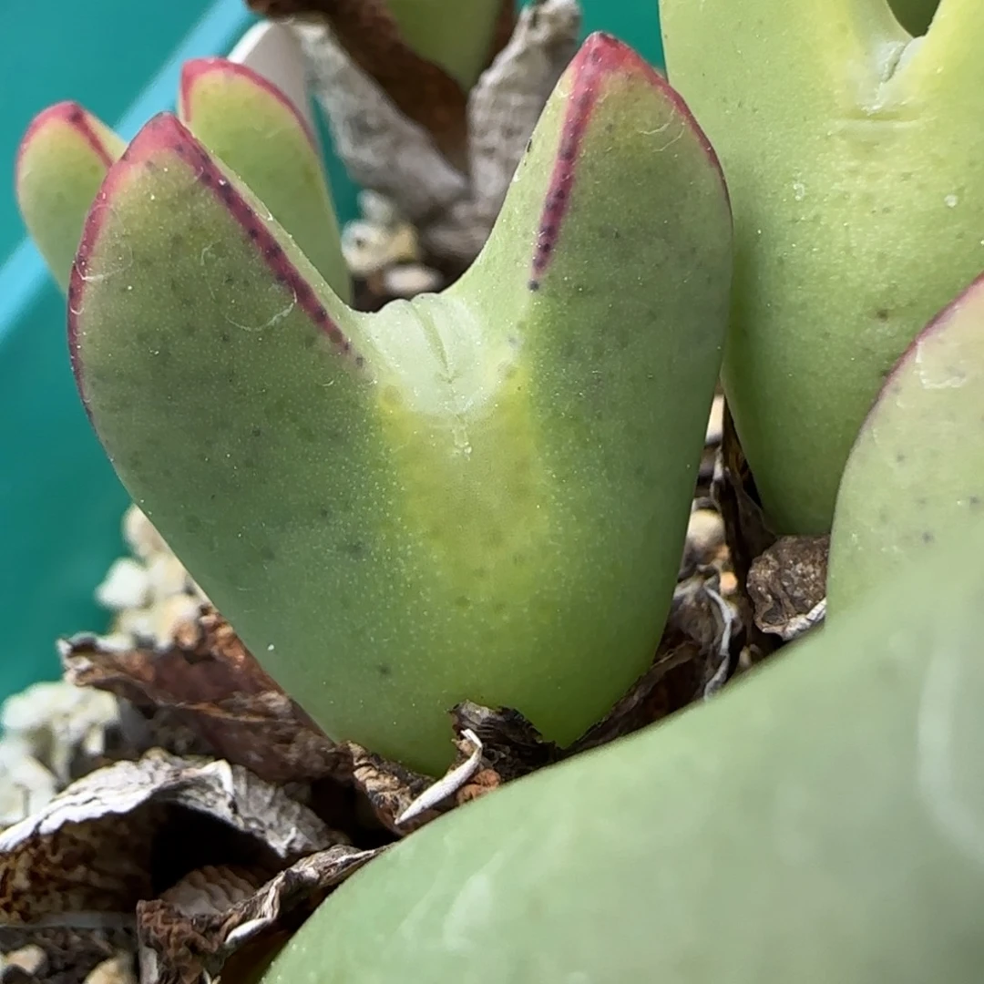 1。18。7025。超级少将。 无人福利。