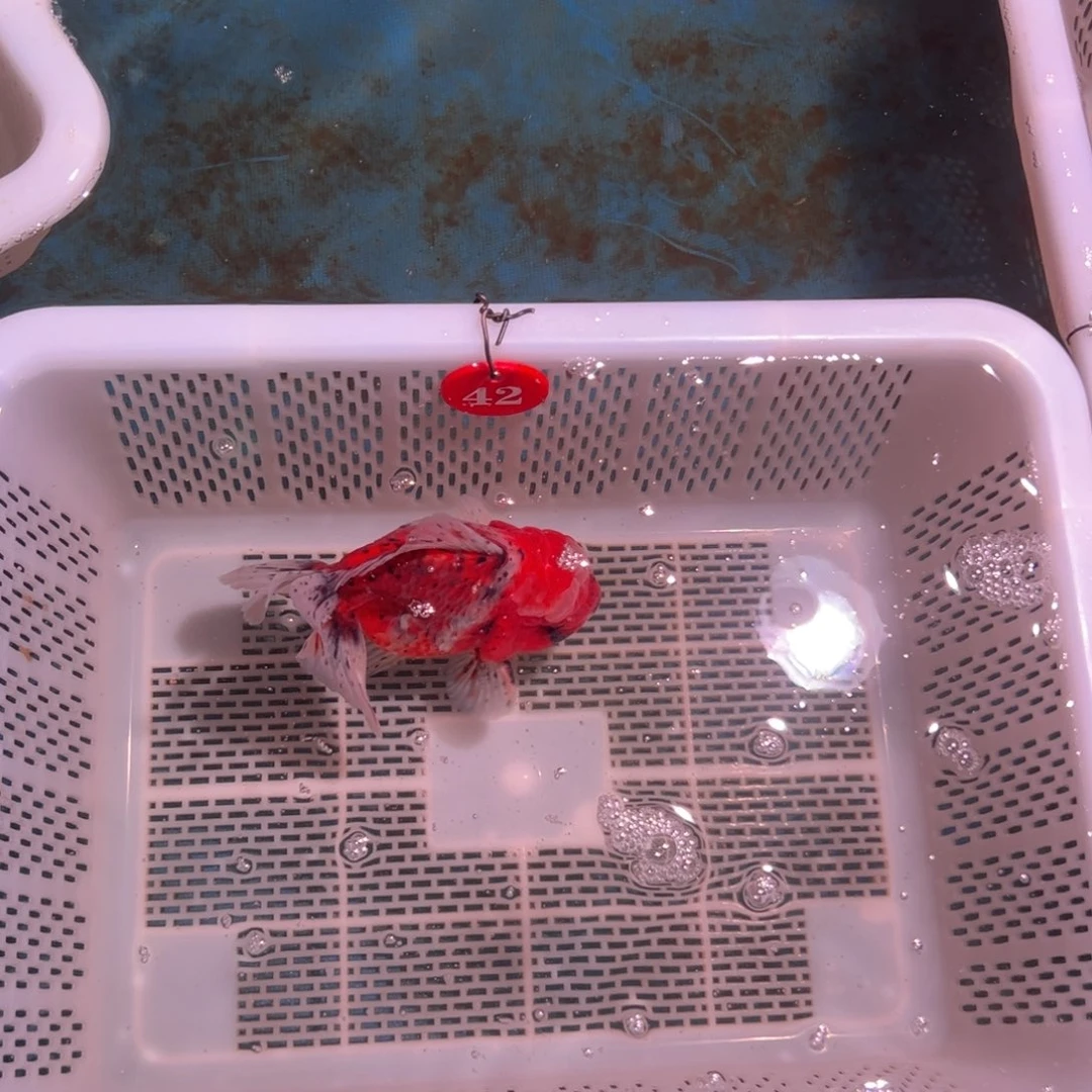 调***)海水鱼你好意思了不想