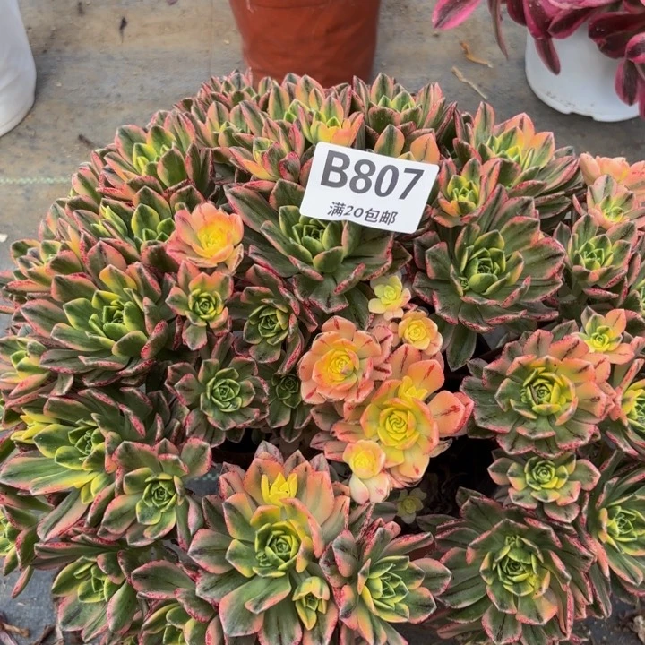 瑞妈多肉植物807