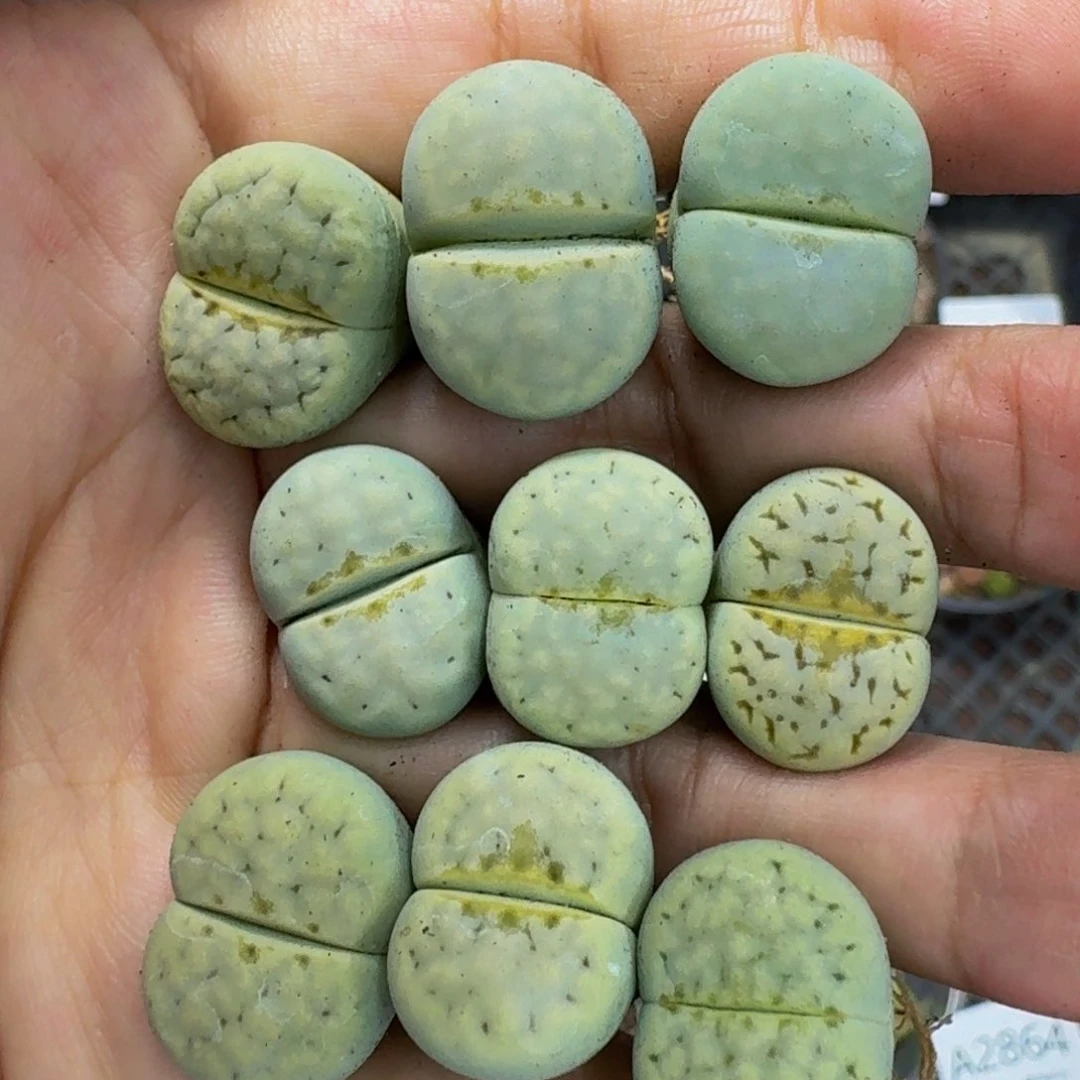2875 生石花花肉锥