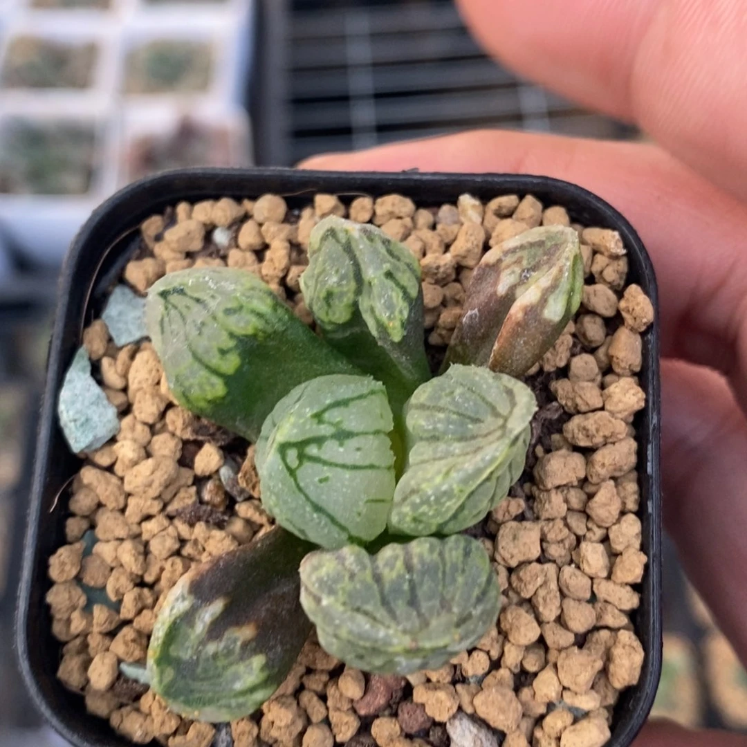 1910 一颗裹杂 高货