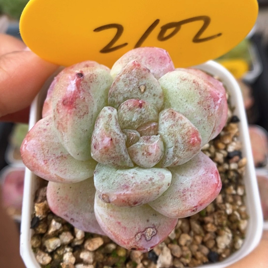 冰玉石化可拍2102号