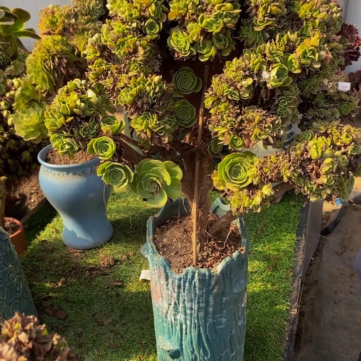 眉***眉完全开放370号柠檬玫瑰缀化1颗