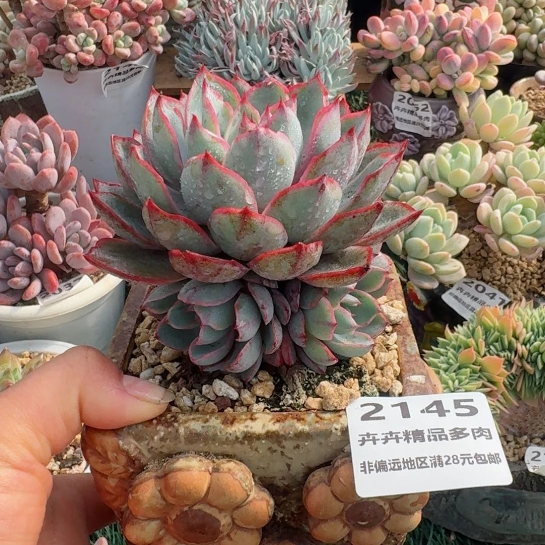 2145一物一拍（满28包邮）