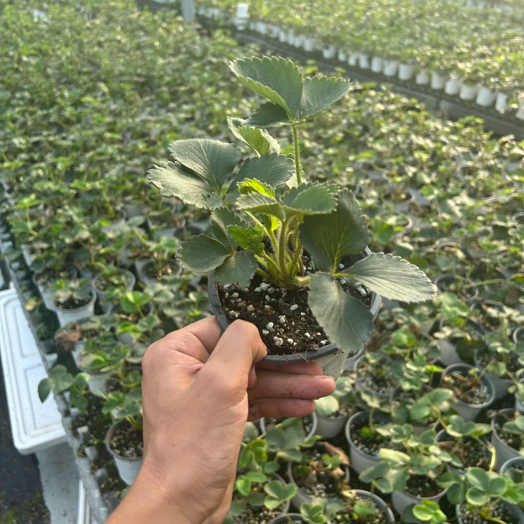 二代脱毒草莓盆栽规格120*110基地直发