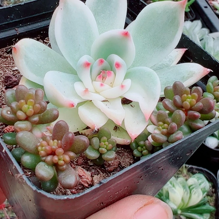 吉娃娃锦多肉植物1534