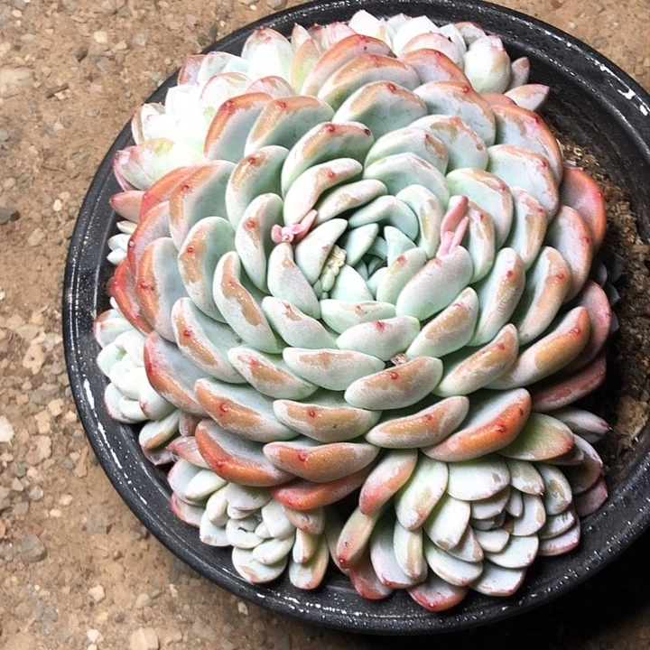 阳**丽21/////////////////