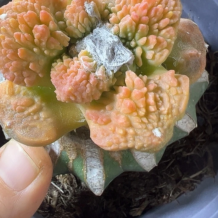 哥斯拉锦406仙人球开花