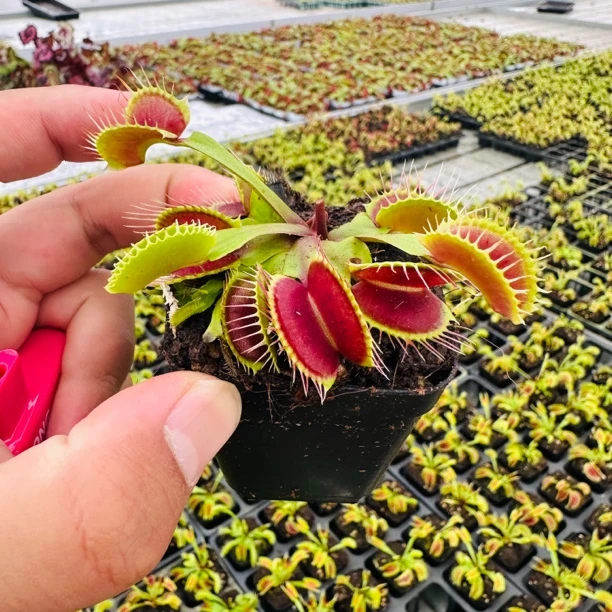 【捕蝇草花卉盆栽驱蚊】食虫植物吃苍蝇蚊子趣味室内绿植盆栽好养