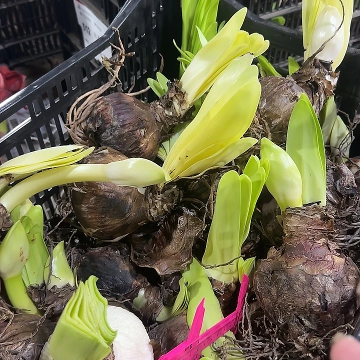 玛丽林残次球不包售后