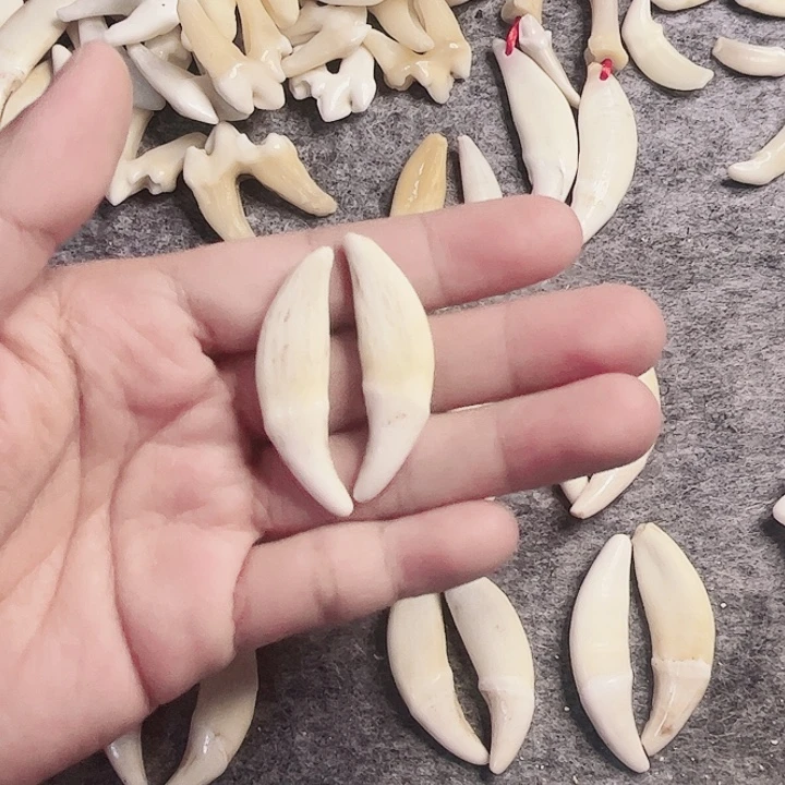 非金属无原生黑牙一对