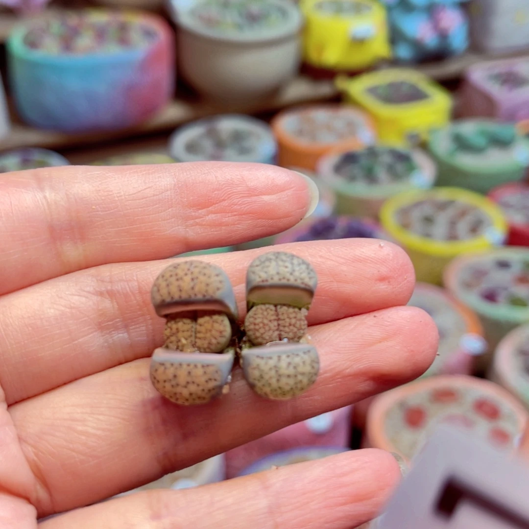 花****づ311。888888888888888