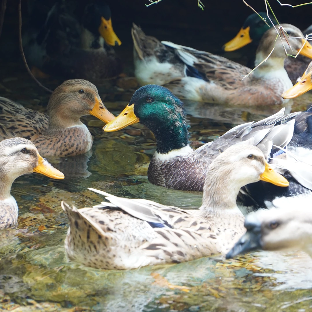 [180天青头鸭]清远本地青头鸭 流动山泉水放养 广东清远发货/顺丰