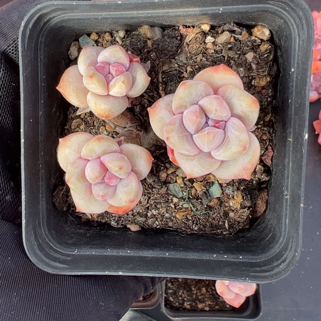 M*俩个紫梦露000000000