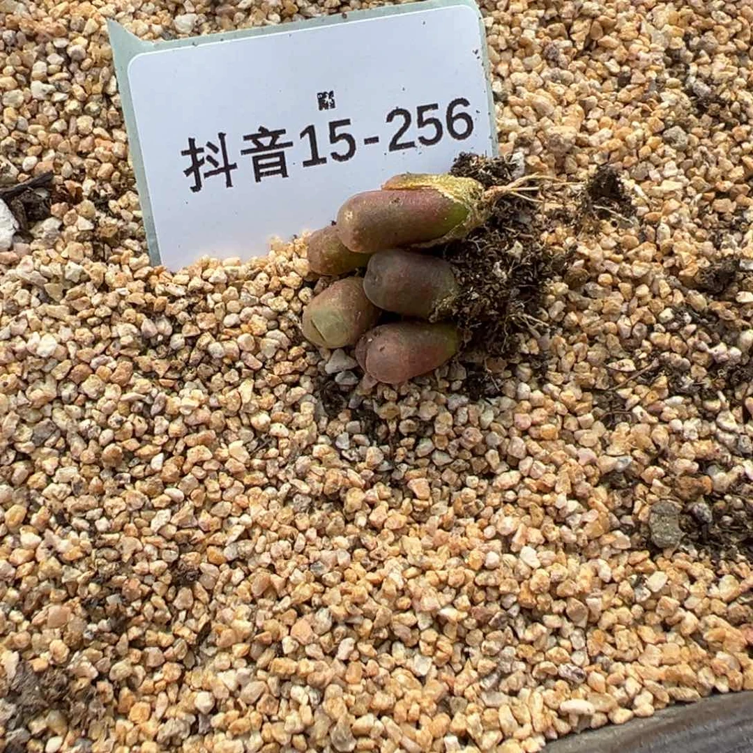 15-256量拍y345极光风铃一颗