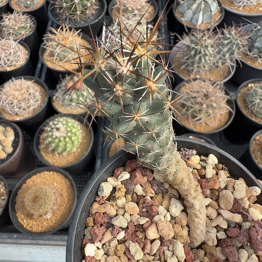 实生金碧脱土发货