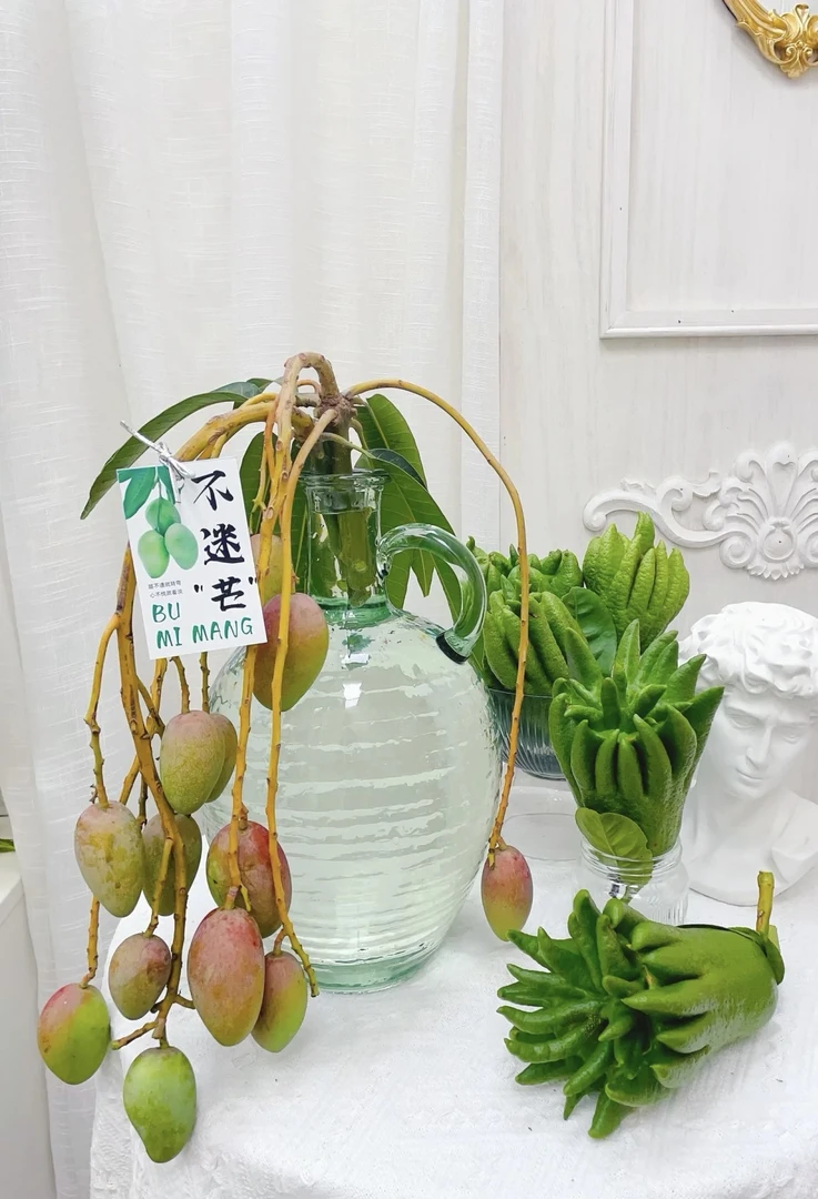 不迷茫——芒果鲜切枝小众花材