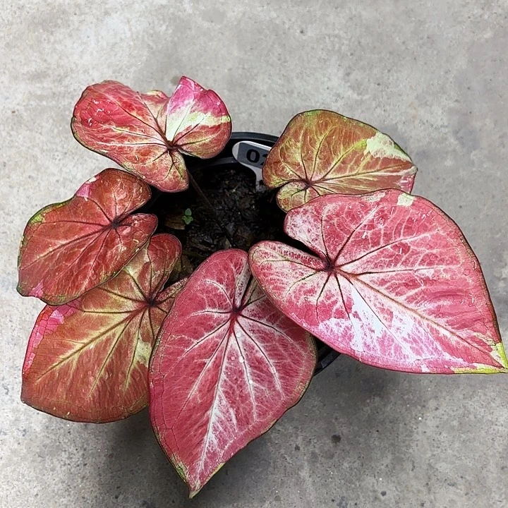21-0510皇家礼堂彩叶芋广东现货