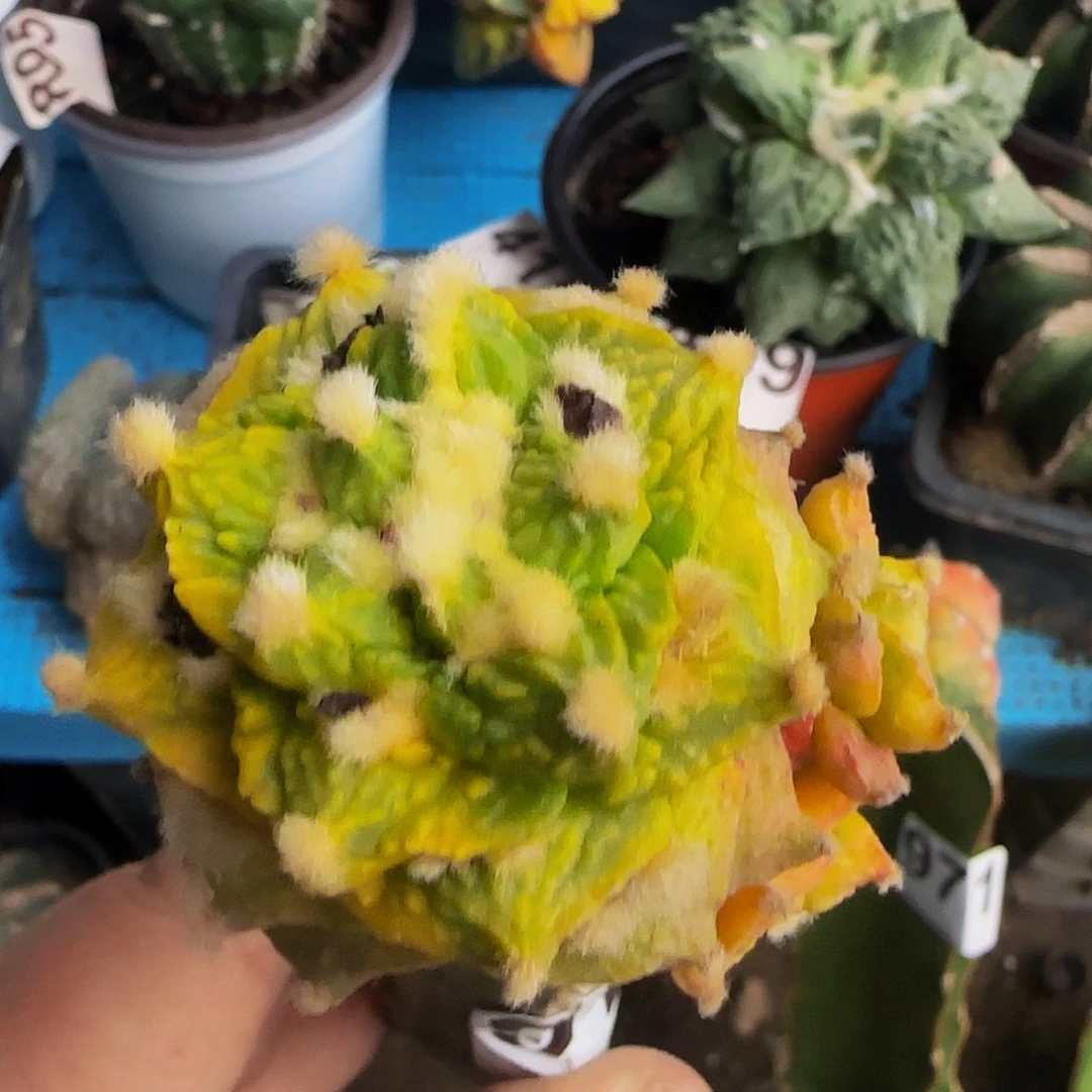 龟甲锦群977仙人球开花