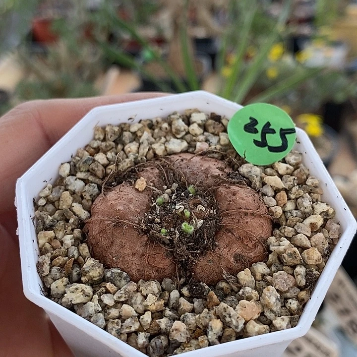 255断崖女王一一一一一一一