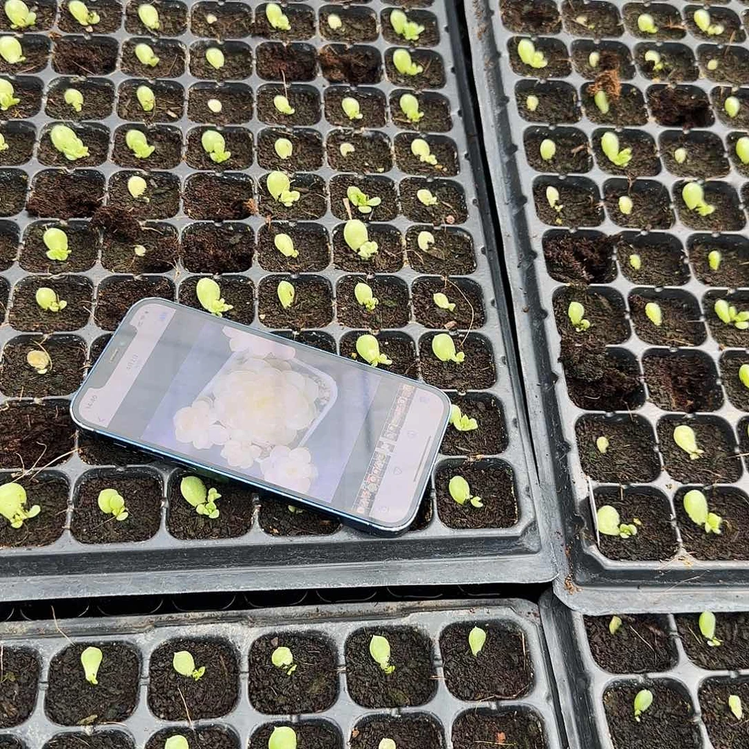 C33奶油财富芝麻一个满25包邮