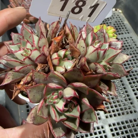 181血色浪漫一物一拍多肉