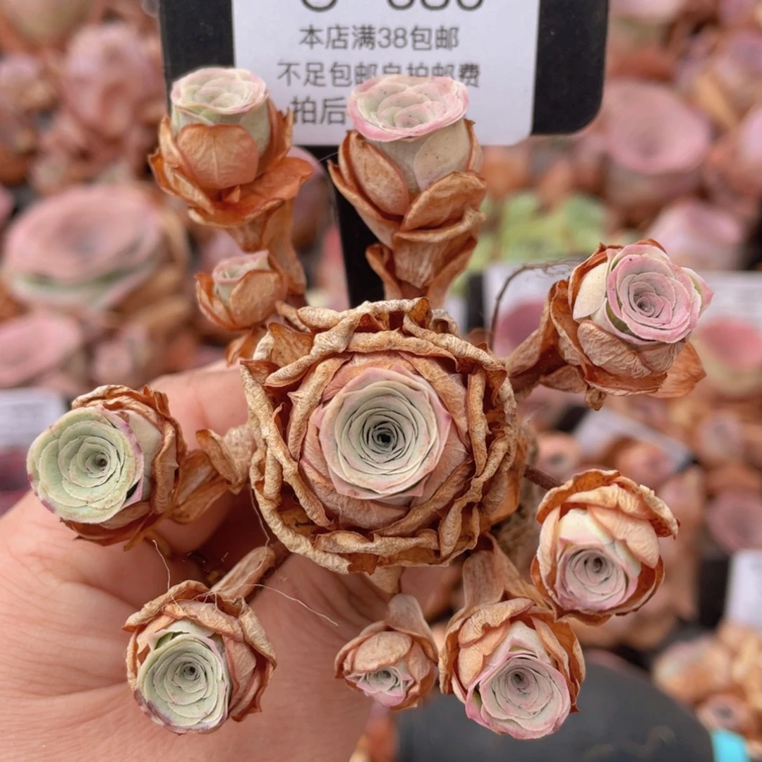 山地玫瑰C386裸根发货断枝不包损不售后